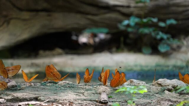 Cirrochroa tyche mithila Butterflies eat minerals on the ground.