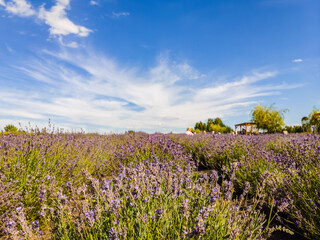 Field of flowering lavender in summer.