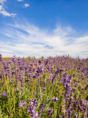 Field of flowering lavender in summer.