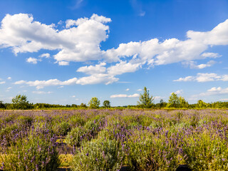 Obraz premium Field of flowering lavender in summer.