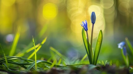 Close-Up of Blue Wildflower in Spring Meadow