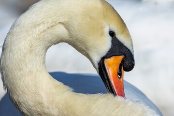 Beautiful Mute Swan