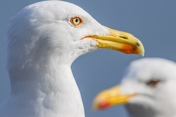 Cheeky Seagulls