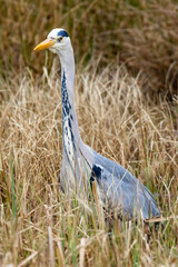 Hunting Heron