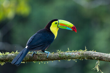 Keel-billed Toucan (ramphastos sulfuratus) in the wild - stock photo
