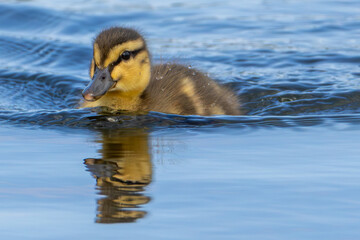 Young Chick