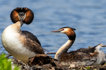 Great Crested Grebe mating ritual
