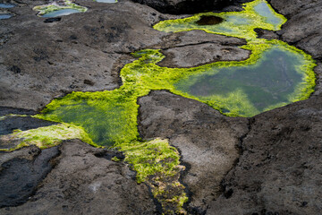 Irish Sea moss on the Aran Islands