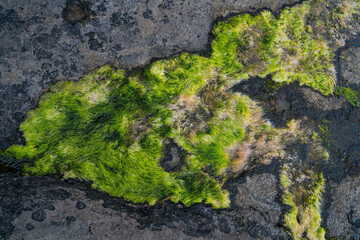 Irish Sea moss on the Aran Islands