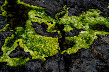 Irish Sea moss on the Aran Islands