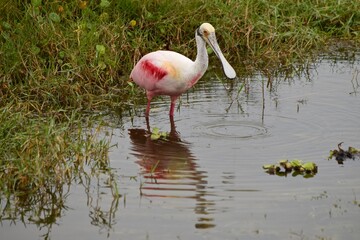 spoonbill bird wading fishing in water reflection