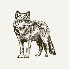 Wolf hand drawn illustration vector