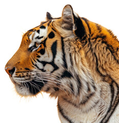 Obraz premium PNG Wildlife animal mammal tiger.
