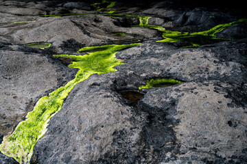 Irish Sea moss on the Aran Islands