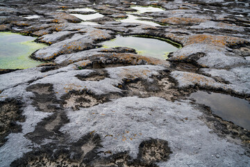 Irish Sea moss on the Aran Islands