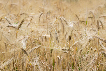 Rye is ripening in the field. Large ears of rye.