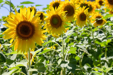 Beautiful yellow sunflowers are blooming. Blue sky.
