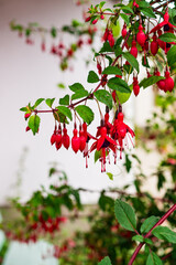 Fuchsia plants in summer