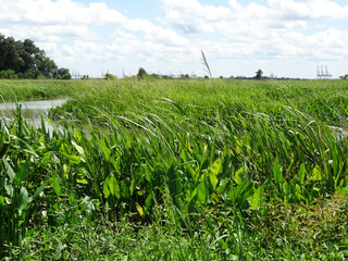 Fototapeta premium Grassy field in a nature wildlife preserve in Savannah, GA