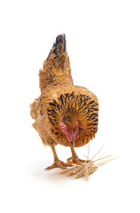 Chicken with ears of wheat.