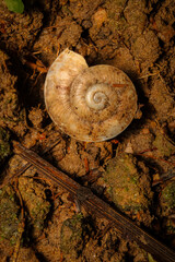 snail on wood