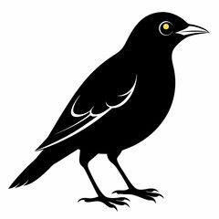 Myna Black silhouette