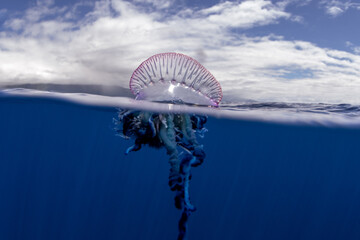Portuguese man of war near the coast of Azores islands. Dangerous jellyfish is sailing on the surface. Cnidarian with the pouch on the top of surface and long tentacles.