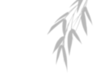 A bamboo leave blurry grey silhouette isolated background illustration, featuring a detailed design of bamboo branch and leaves, The style is inspired by Asian art, with a focus on nature.