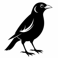 Myna Black silhouette