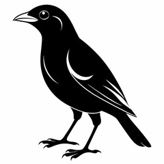 Myna Black silhouette
