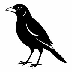 Myna Black silhouette