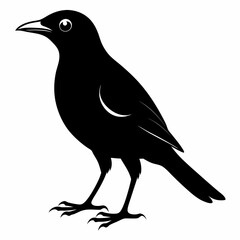 Myna Black silhouette