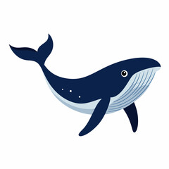 Humpback blue whale vector illustration