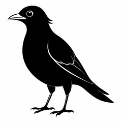 Myna Black silhouette