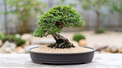 Beautiful bonsai tree in a shallow, round pot with lush foliage, displayed on an outdoor table with a serene garden background.