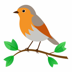 Robin on tree wood white background