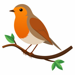 Robin on tree wood white background