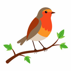 Robin on tree wood white background