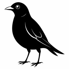 Myna Black silhouette