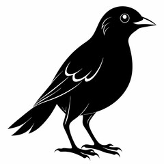 Myna Black silhouette