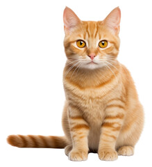 PNG Thai cat animal mammal kitten.