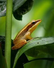frog on a leaf