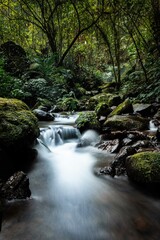 Obraz premium A tranquil forest stream flows over mossy rocks, surrounded by lush greenery. The long exposure creates a smooth, silky water effect, capturing the serene beauty and peaceful atmosphere of nature.
