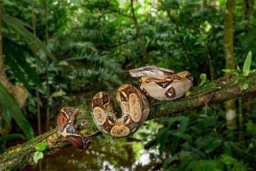 Common Northern Boa (Boa constrictor imperator), animal portrait, Costa Rica - stock photo