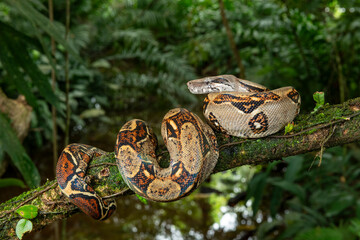 Common Northern Boa (Boa constrictor imperator), animal portrait, Costa Rica - stock photo
