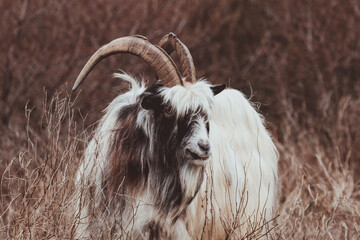 Dutch Landrace Goat in the dunes