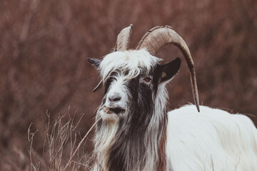 Dutch Landrace Goat in the dunes
