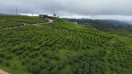 Aerial view of road on green hills and mountains with tea garden in the middle