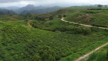 Aerial view of road on green hills and mountains with tea garden in the middle