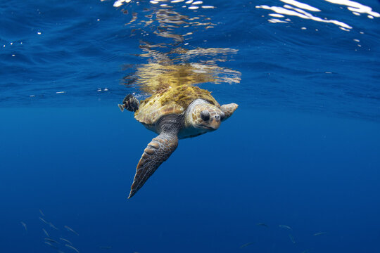 Curious loggerhead sea turtle near the surface. Sea turtle is swimming in Atlantic ocean. Rare turtle in open ocean. 